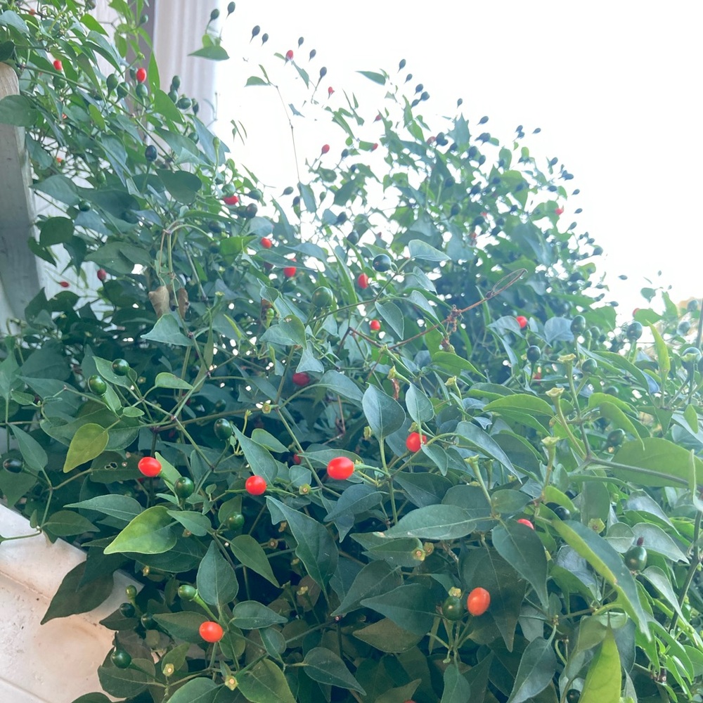 50 Seeds Chiltepin Birds Eye Bird Pepper Wild Chili Heirloom Pepper Seeds - Picture 6 of 8